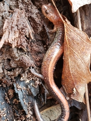 Plethodon cinereus