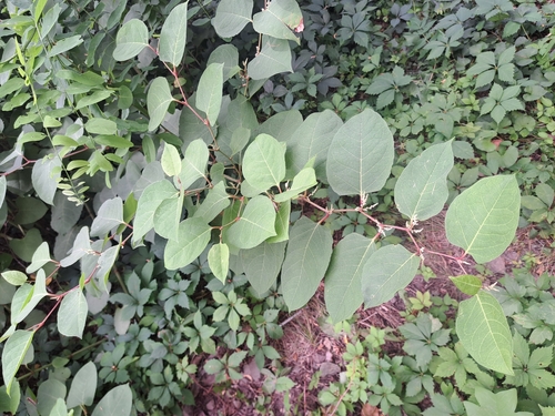 Japanese knotweed