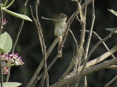 Prinia lepida
