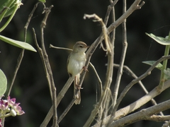 Prinia lepida