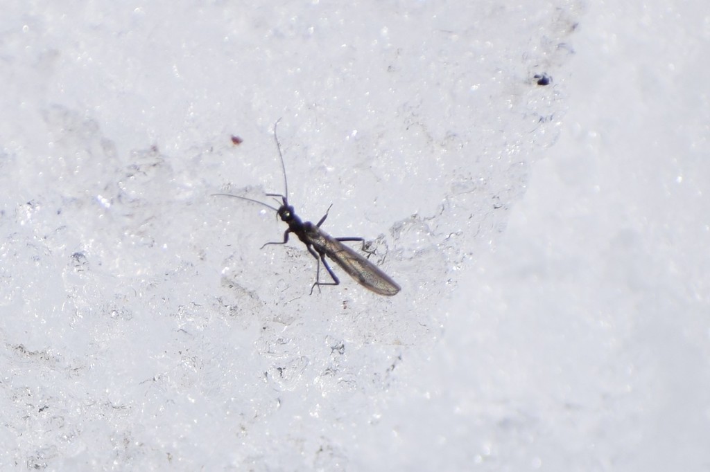 Slender Snowfly