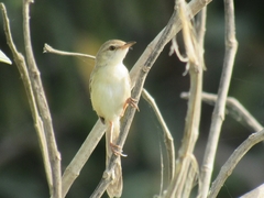 Prinia lepida