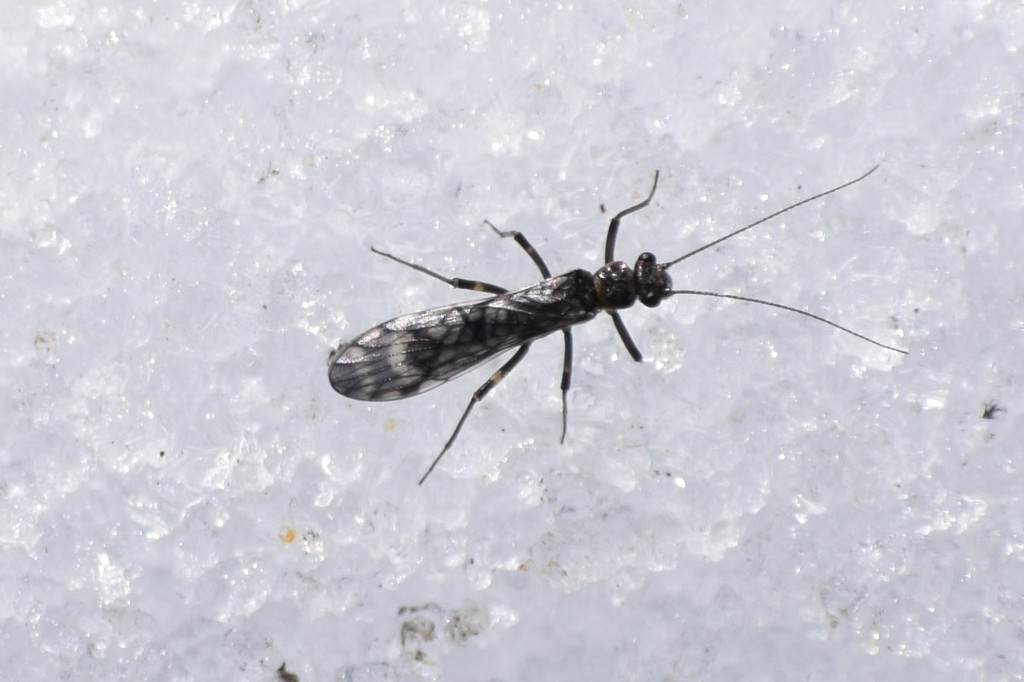 Common Forestfly