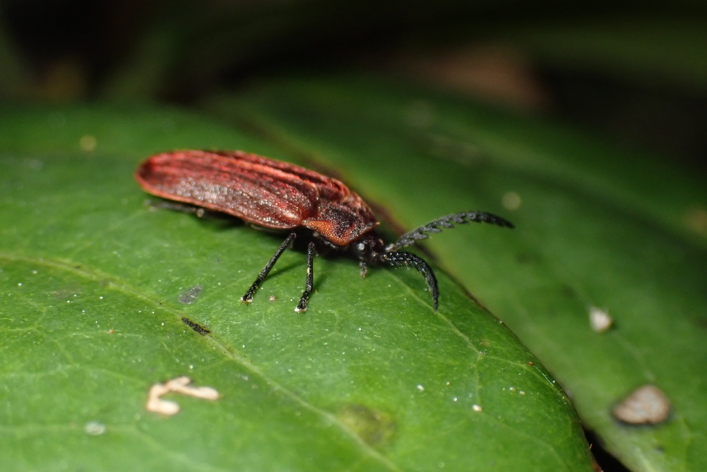 Cyphonocerus longicornus