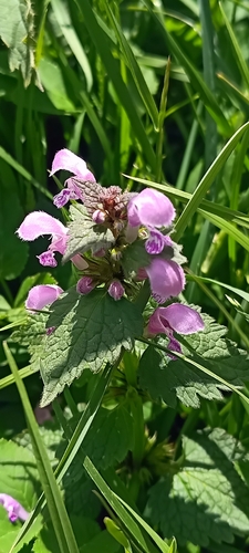 Spotted deadnettle