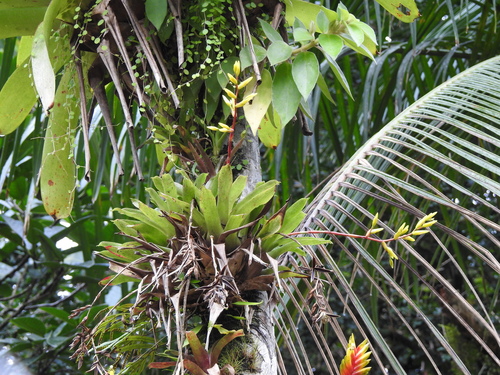Vriesea rodigasiana