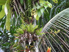 Vriesea rodigasiana