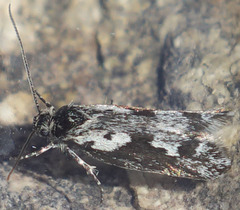 Ethmia albitogata
