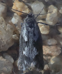 Ethmia albitogata
