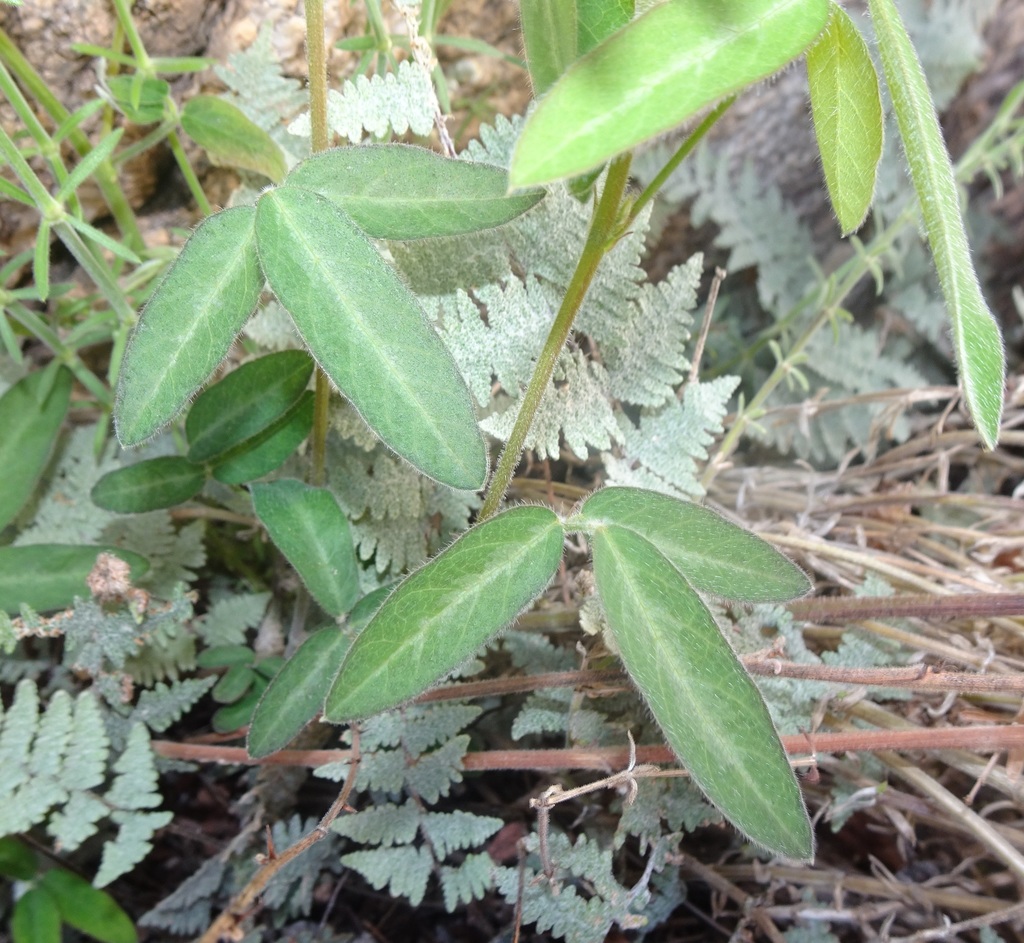 Wright's Milkpea