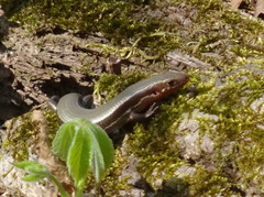 Plestiodon anthracinus