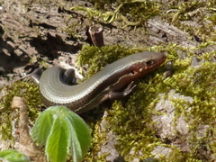 Plestiodon anthracinus