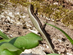Plestiodon anthracinus