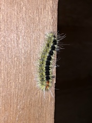 Lophocampa ingens