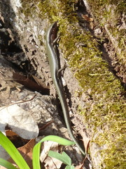 Plestiodon anthracinus