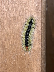 Lophocampa ingens