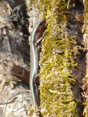 Plestiodon anthracinus