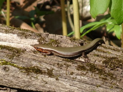 Plestiodon anthracinus