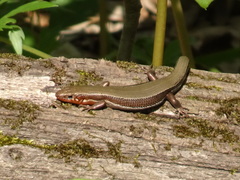 Plestiodon anthracinus