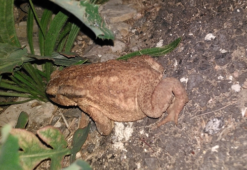 Spiny Toad
