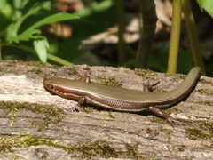 Plestiodon anthracinus
