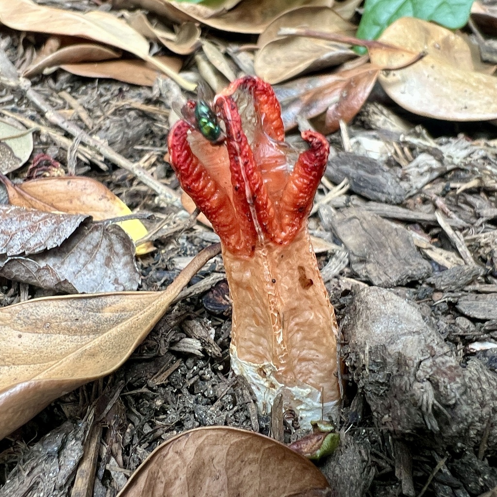lantern stinkhorn · June 2026 · photo: Photo: (c) Joshua Ebright, some rights reserved (CC BY) · iNaturalist