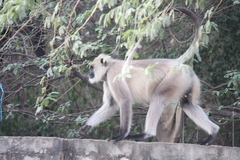 Semnopithecus entellus