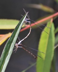 Lestes australis