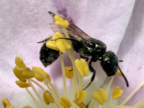 iNaturalist observation photo of Ceratina acantha