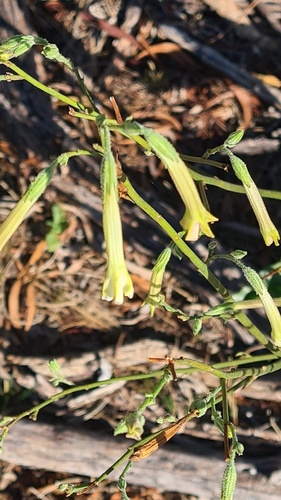 Nicotiana suaveolens