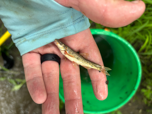 Longnose Dace