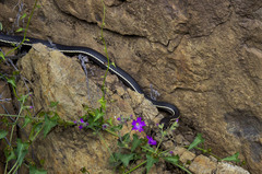 Masticophis lateralis