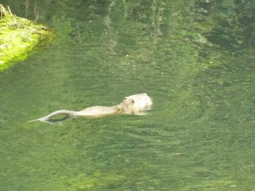 Coypu