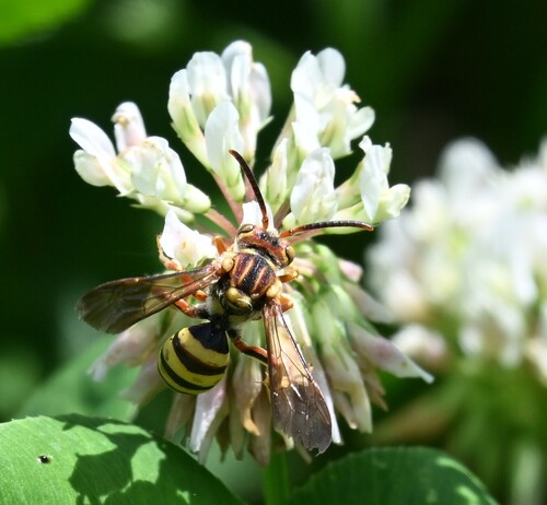 Nomada affabilis