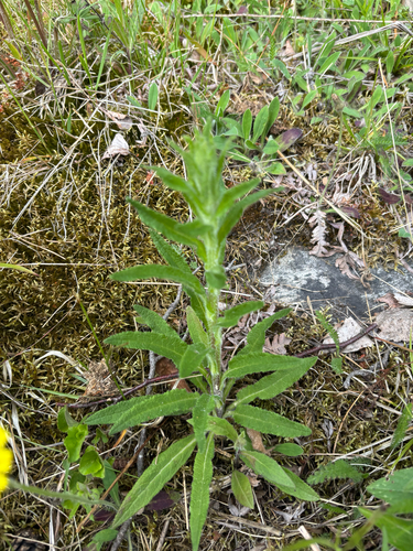 Bristly Bellflower