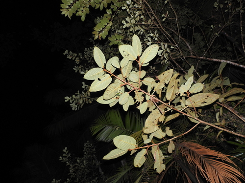 Ficus gomelleira