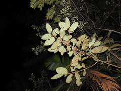 Ficus gomelleira