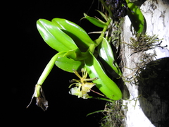 Epidendrum latilabre