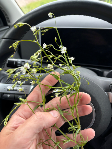 lesser stitchwort