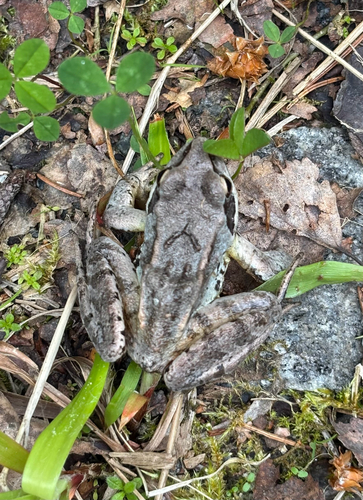 Moor Frog