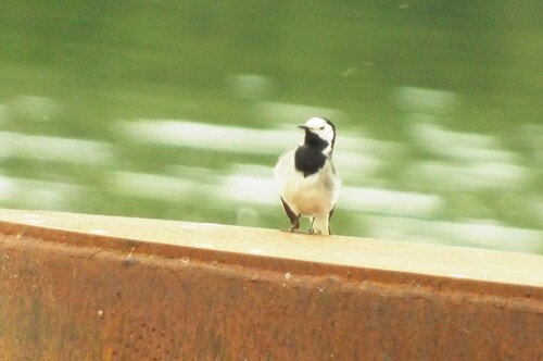 White Wagtail