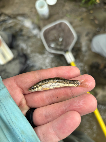 Western Blacknose Dace