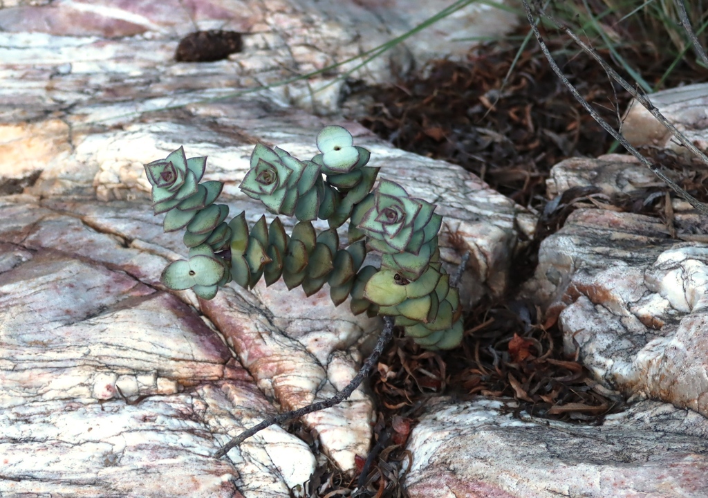 Concertina Plant
