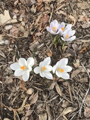 Crocus