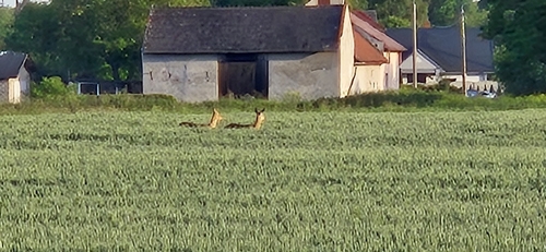 Western Roe Deer