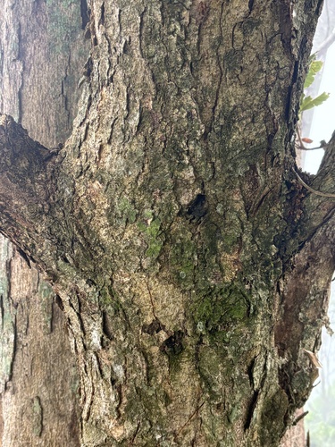 Quercus corrugata - Bark detail on mature trunk