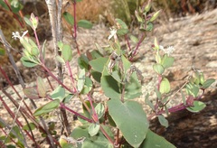 Guardiola platyphylla