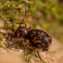 Ptenothrix beta