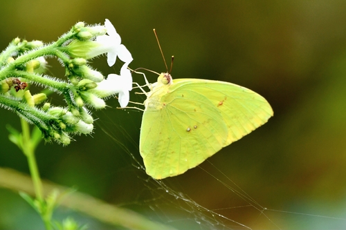 Marcellina Sulphur