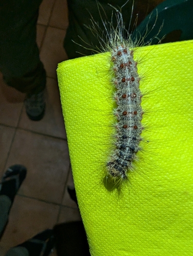Spongy Moth